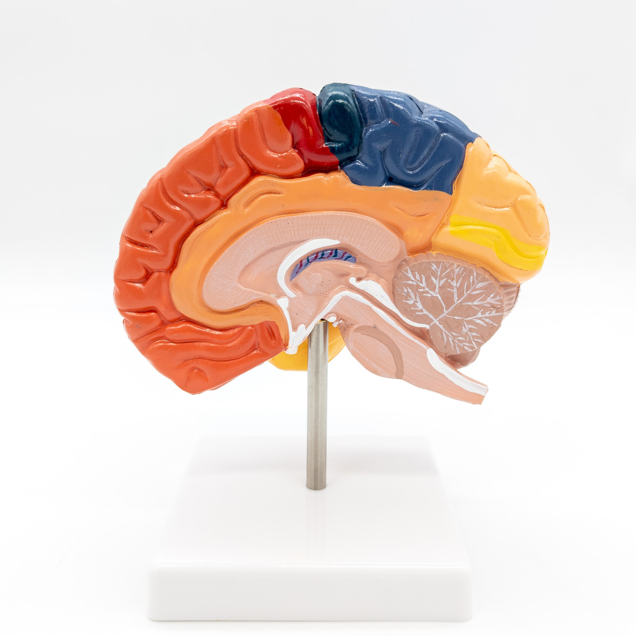 Анатомічна модель мозку людини, напівсекція 1:1, кольорові сегменти