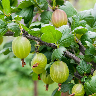 Агрус Орфей, фото 1