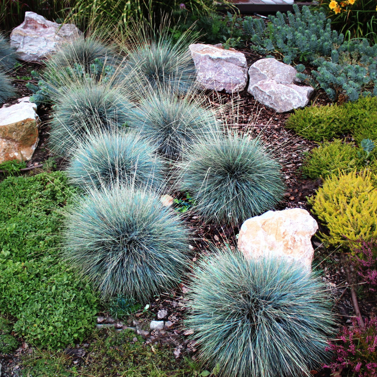 Вівсяниця сиза Еліа Блю Р9, фото 1