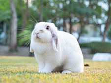 Корм Deli Nature для кроликів