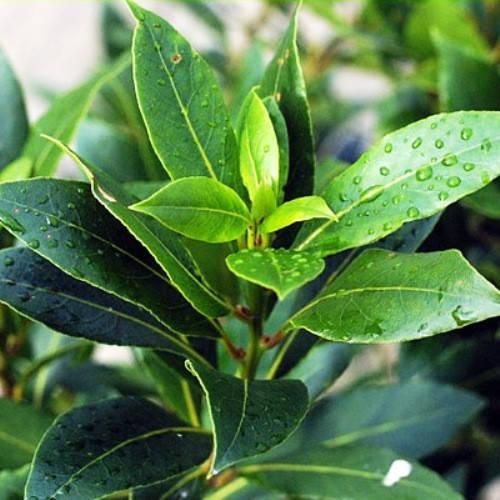 

Саженцы Лавра Благородный (Laurus Nobilis), Зелёный