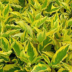 Дерен білий Гоучаулті (Cornus alba Gouchaultii), фото 3