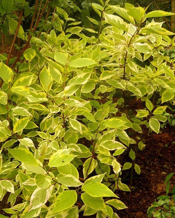 Дерен білий Гоучаулті (Cornus alba Gouchaultii)