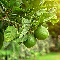 Лайм мексиканський Р9