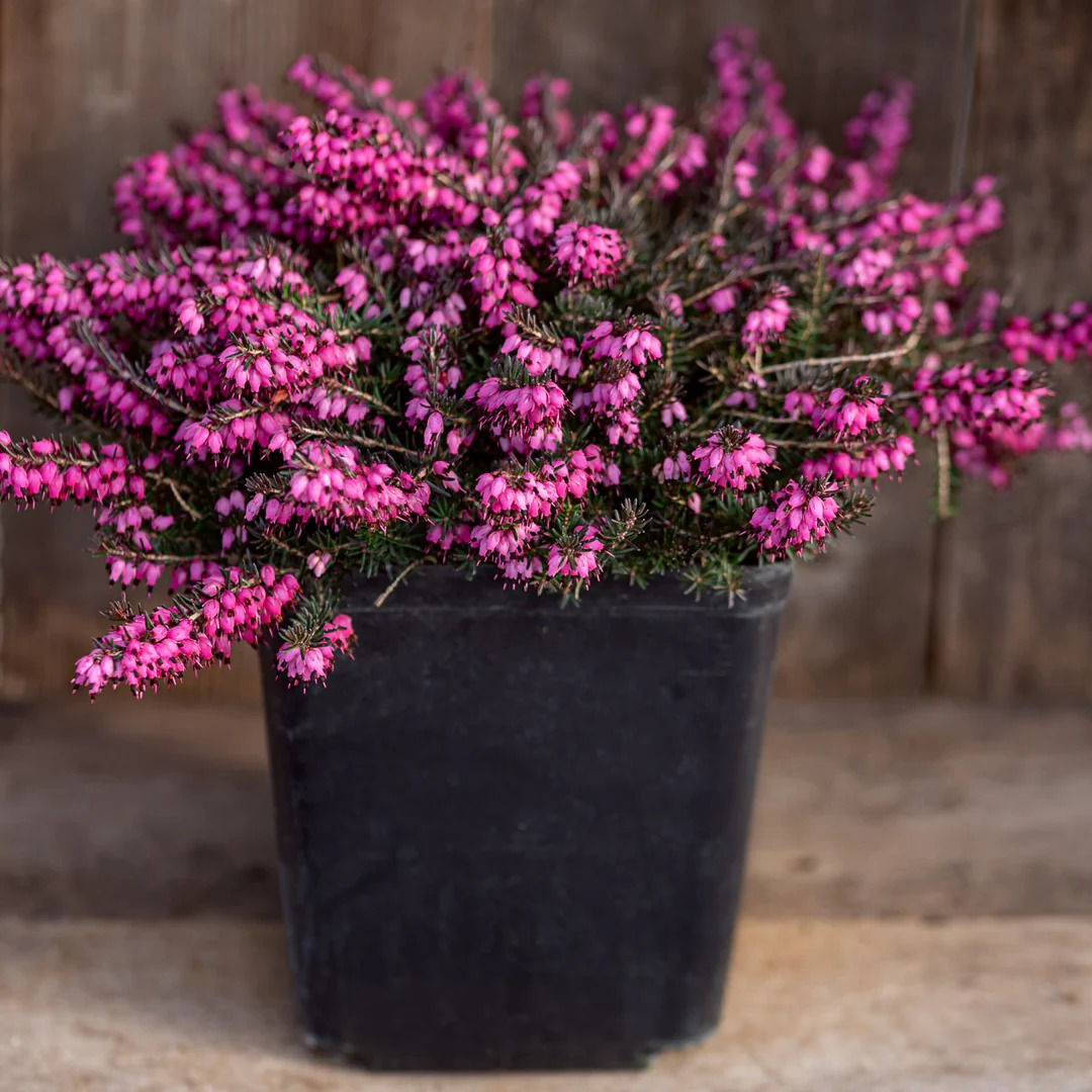 Еріка Дарленська Крамерс Рот Р9