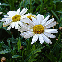 Ромашка  Садова Р9