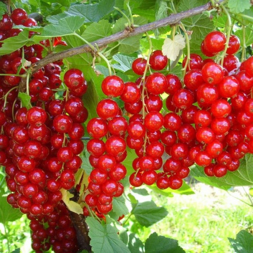 Смородина червона Віксне, фото 1