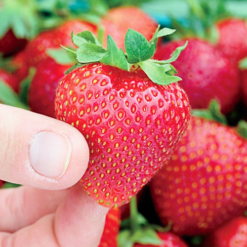 Полуниця Флоретта, фото 1