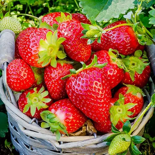 Полуниця Еверлі, фото 1