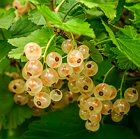 Смородина біла Біла Фея