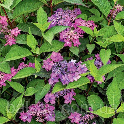 Гортензія пильчаста Морнінг Глорі / Р12 / Hydrangea Morning Glory, фото 4