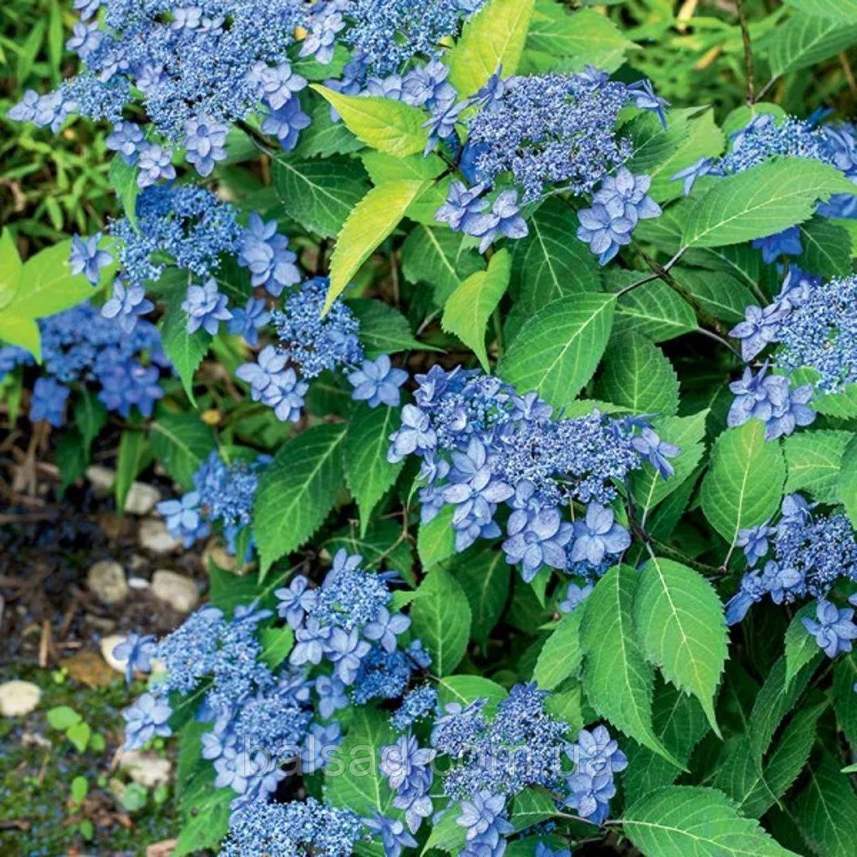 Гортензія пильчаста Морнінг Глорі / Р12 / Hydrangea Morning Glory