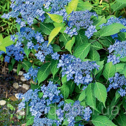 Гортензія пильчаста Морнінг Глорі / Р12 / Hydrangea Morning Glory, фото 1
