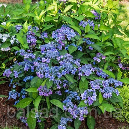 Гортензія пильчаста Морнінг Глорі / Р12 / Hydrangea Morning Glory, фото 3