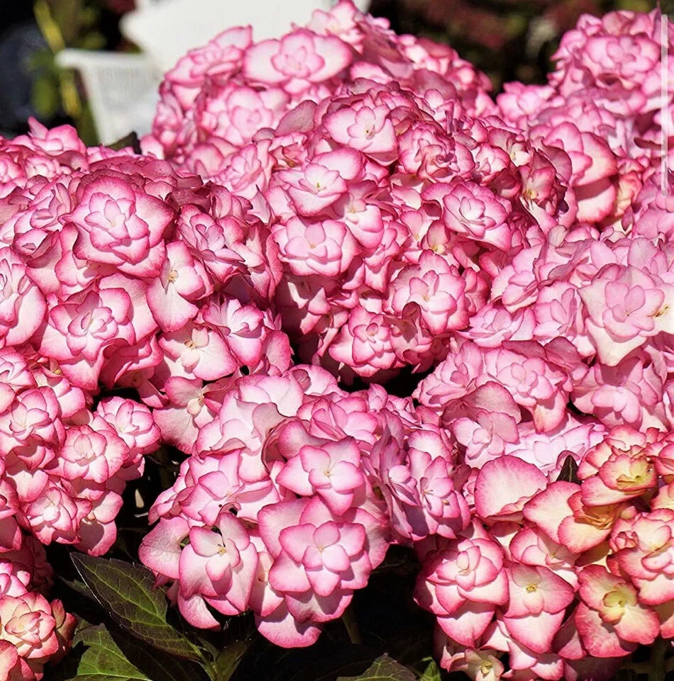 Гортензія крупнолистна Міс Саорі Р9, фото 1