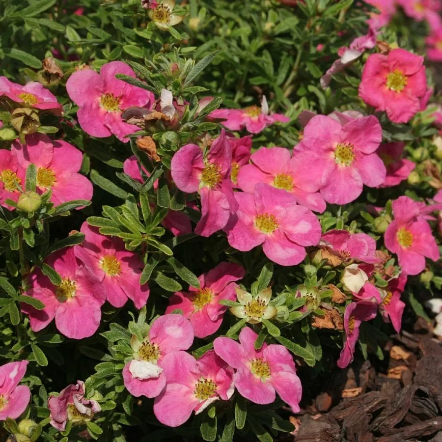 Перстач Пінк Парадайз Р9