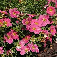 Перстач Пінк Парадайз Р9