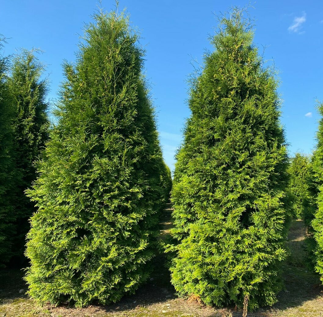 Туя західна Брабант 3-х річна С1.5, фото 1