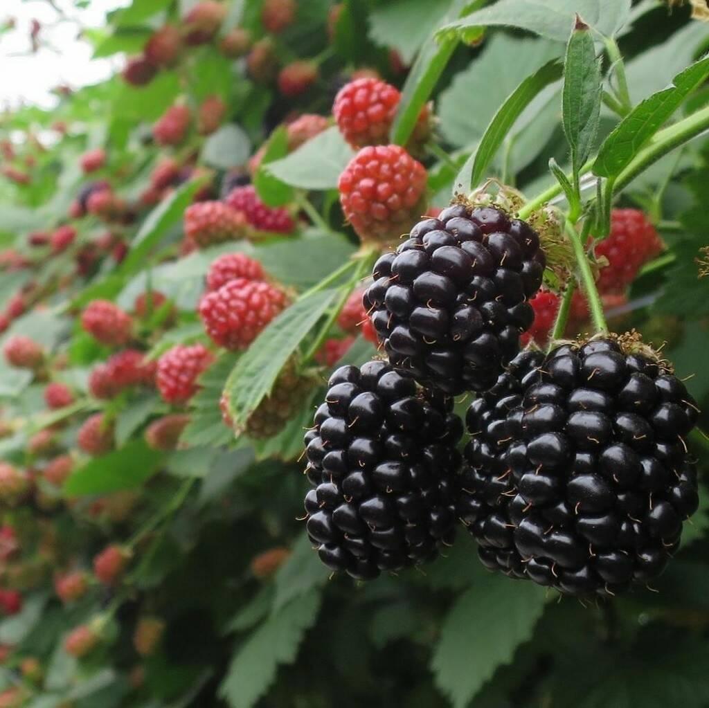 Ожина Осейдж, фото 1