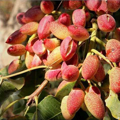 Фісташка Ахмад Агаї, фото 1