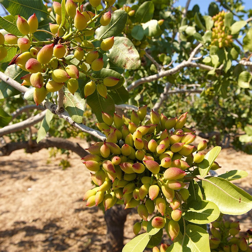 Фісташка Кале Гучі, фото 1