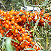 Обліпиха Дюймовочка (жіночий)