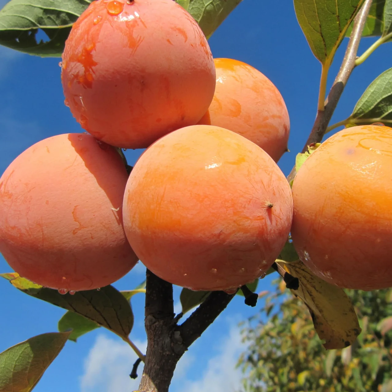 Хурма Віргінська С1, фото 1