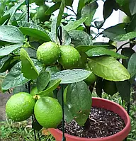 Лайм Звичайний