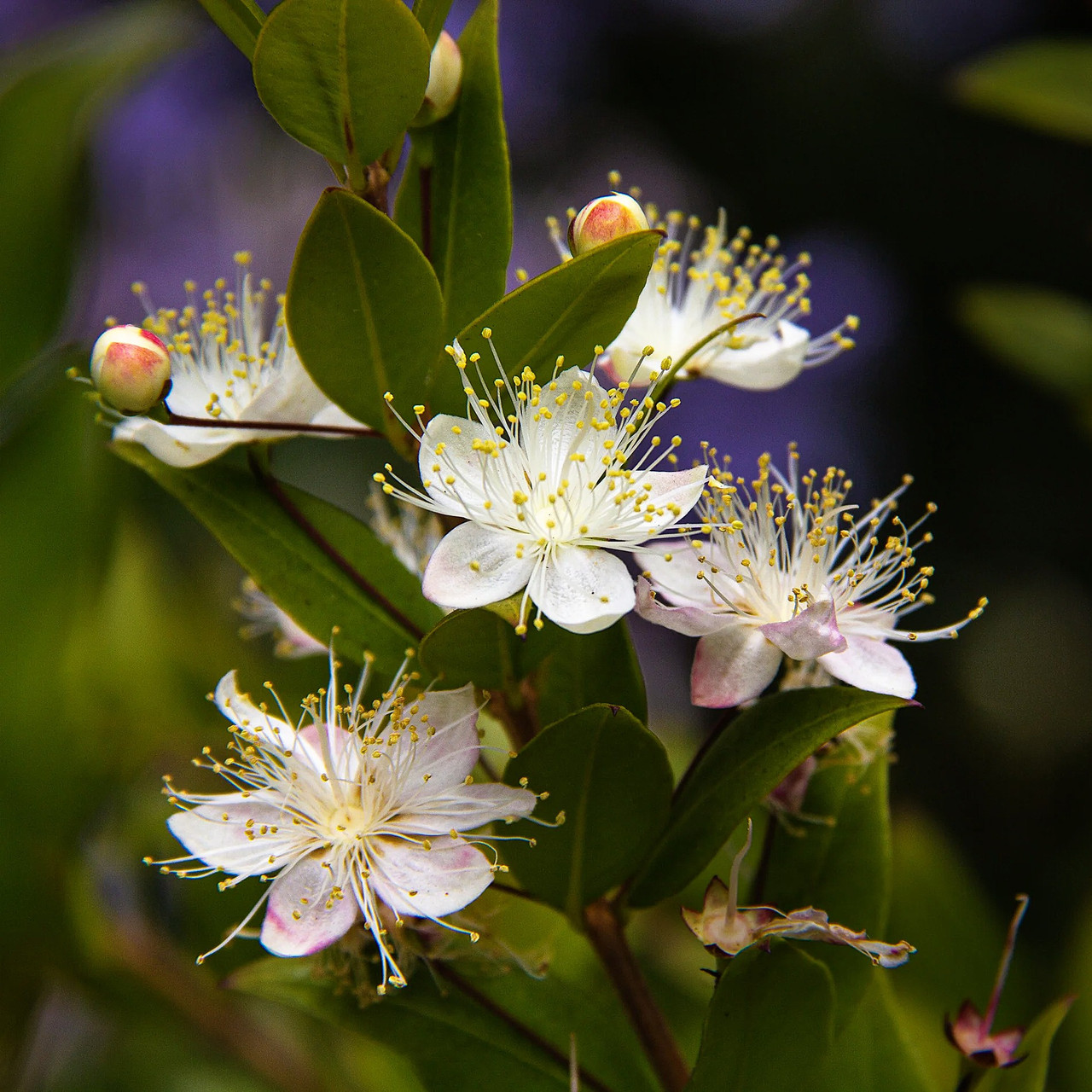 Мірт дрібнолистий Р9