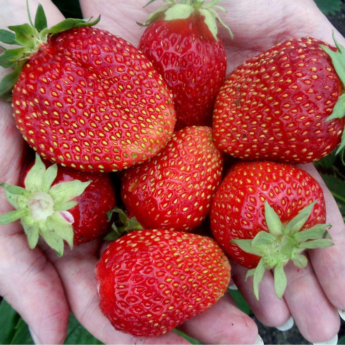 Полуниця Кабрілло (в касеті)