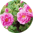 FUJIFILM Astalift Trial Set Аdvanced Lotion, Advanced Cream Пробний набір (лосьйон 14 мл та крем 7 г), фото 5