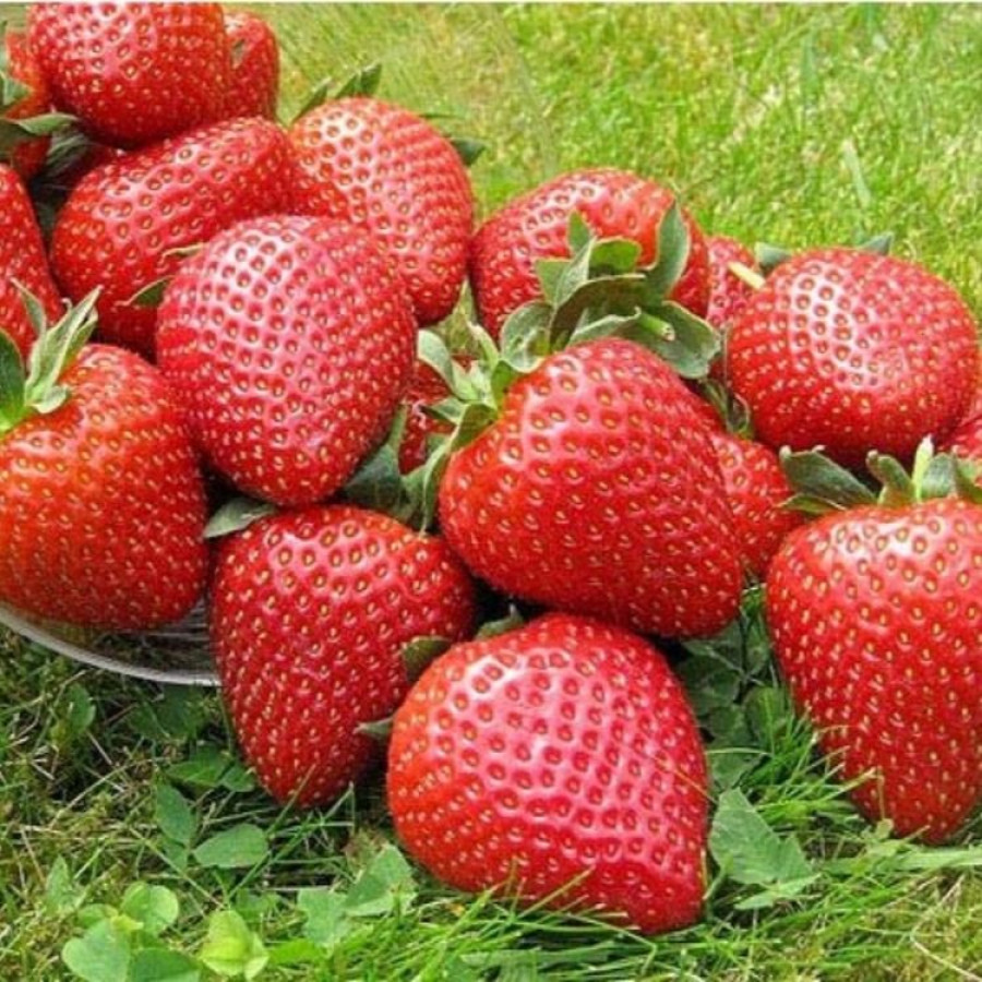 Полуниця Диво Світу (в касеті)