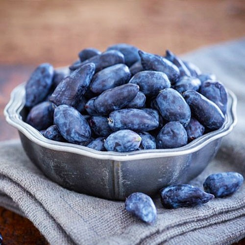 Жимолость їстівна Індіго Джем, фото 1