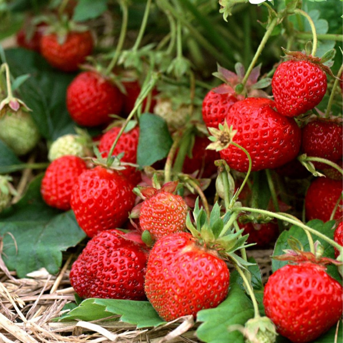 Полуниця Сан Андреас (в касеті)