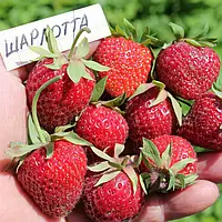 Полуниця Шарлотта (в касеті)