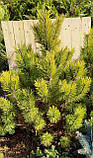 Сосна гірська картенс Вінтер Голд 90-95 см (Pinus mugo Carstens Wintergold ) з комом, фото 6