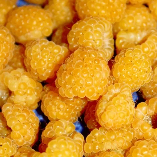 Малина Злата Росса, фото 1