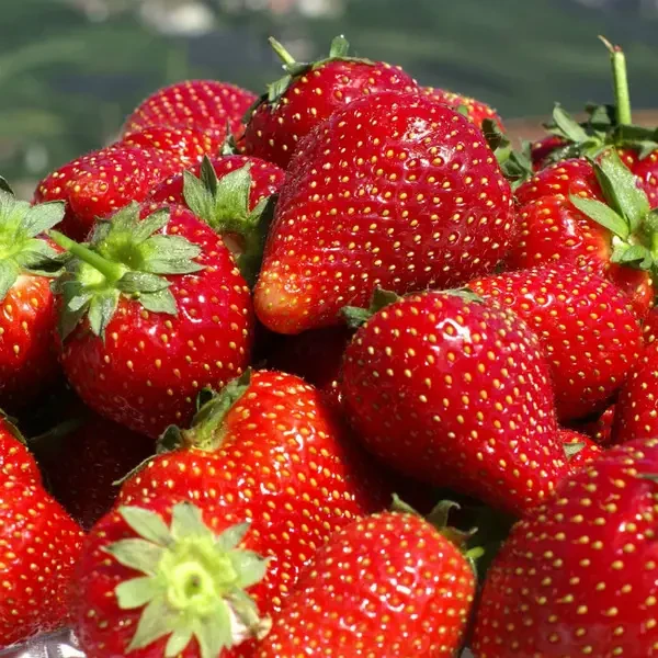 Полуниця Лімалексія, фото 1