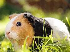 Корм Deli Nature для морських свинок