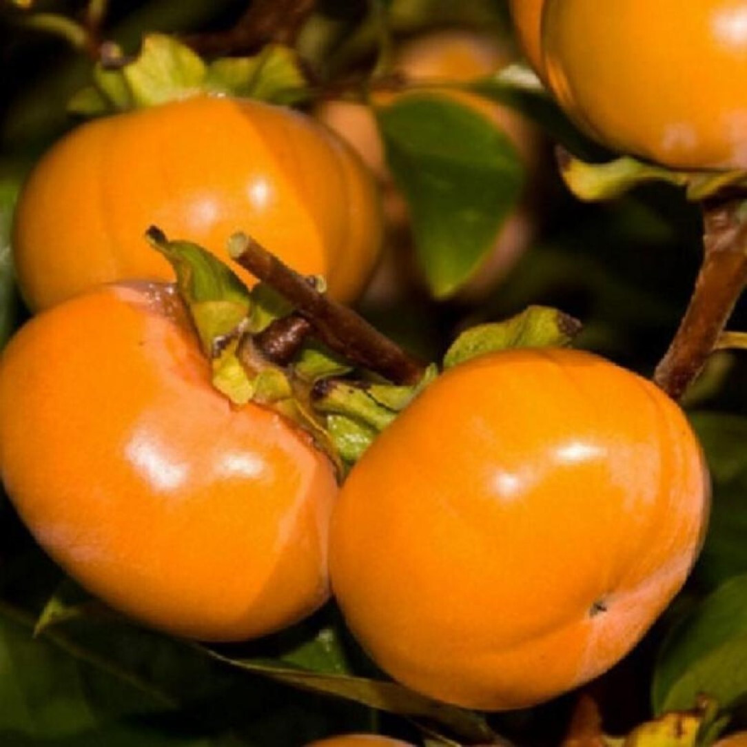 Хурма Пам'яті Черняєва (трирічна)