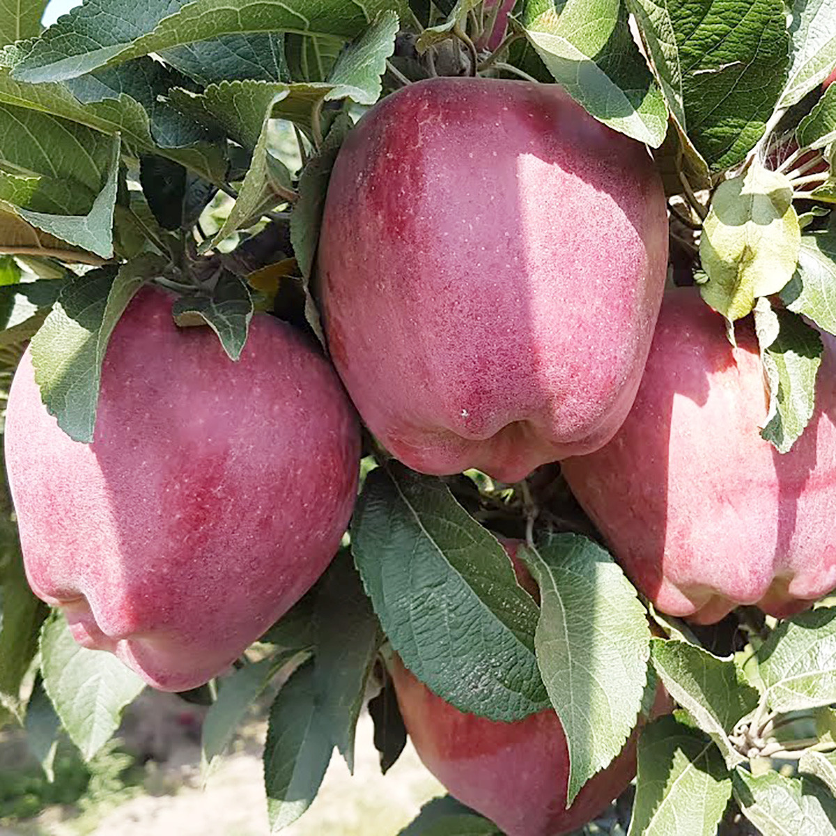 Яблуня Ред Чіф, фото 1