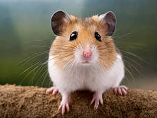 Корм Deli Nature для хом'яків, щурів, крис, піщанок