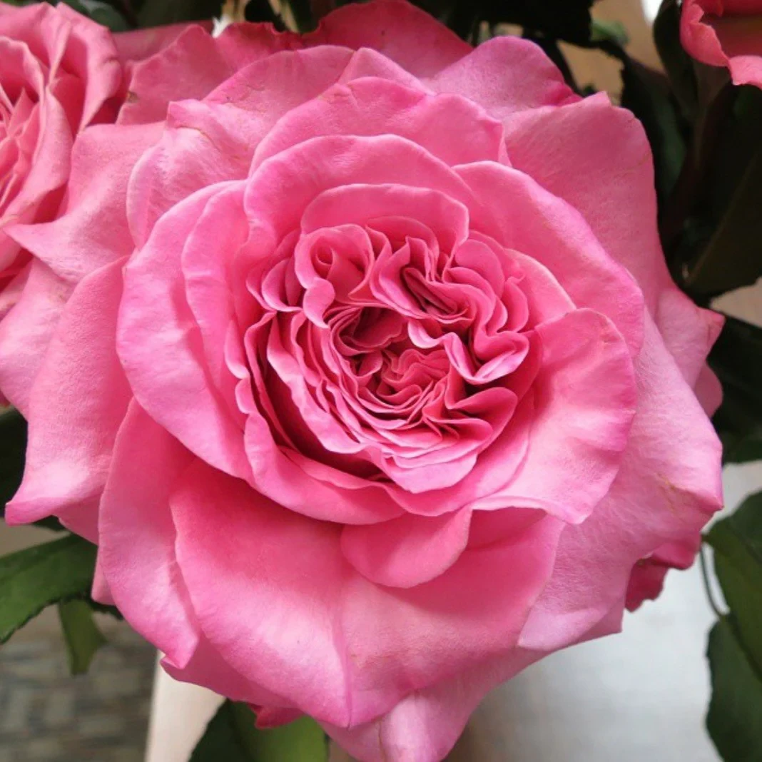 Троянда Ешлі, фото 1