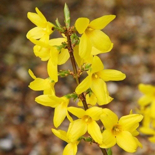 Форзиція середня, Forsythia x intermedia 'Lynwood', 230см