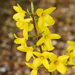 Форзиция средняя, Forsythia x intermedia 'Lynwood', 300 см в.г