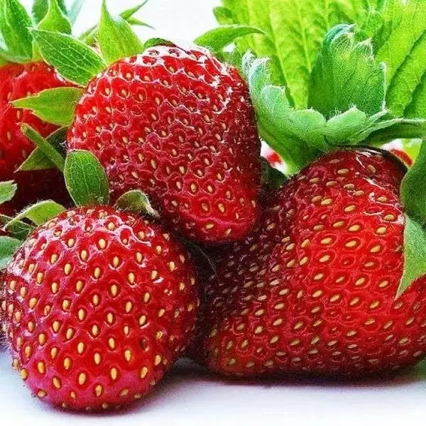 Полуниця Делішес