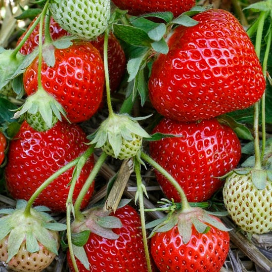 Полуниця Планета, фото 1