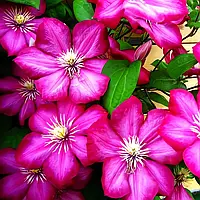 Клематис Віль де Ліон Р9