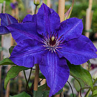 Клематис Президент Р9