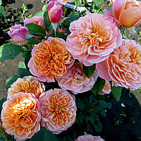 Троянда Зе імпресіоніст